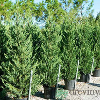 AKCIA 2+1 Cyprusovec leylandský ‘Tweeduizendéén‘, 20/30 cm, v črepníku P8 Cupressocyparis leylandii