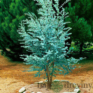 AKCIA 2+1 Eukalyptus pulverulenta “Baby Blue“, výška 25/50 cm, v črepníku 5l Eukalyptus pulverulenta ´BABY BLUE´