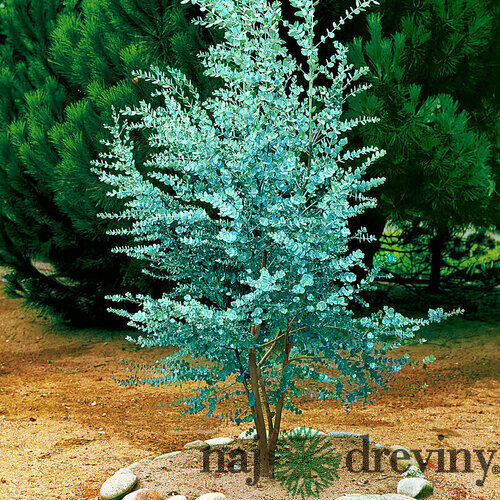 AKCIA 2+1 Eukalyptus pulverulenta “Baby Blue“, výška 25/50 cm, v črepníku 5l Eukalyptus pulverulenta ´BABY BLUE´