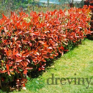 AKCIA 2+1 Fotínia aj na živý plot (červienka) Red Robin 100/130 cm, v črepníku Photinia fraseri Red Robin