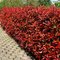 AKCIA 2+1 ! Fotínia aj na živý plot (červienka) Red Robin 60/80 cm, v črepníku 3l Photinia Red Robin