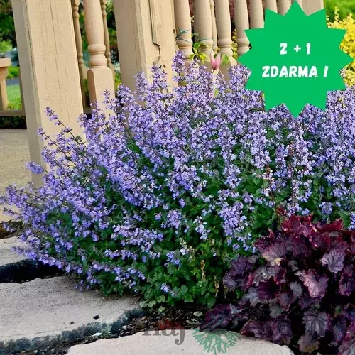 AKCIA 2+1 Kocúrnik Purssion Blue 20/30 cm, v črepniku Nepeta Purssion Blue