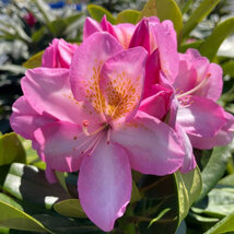 AKCIA 2+1 Rododendrón ‘Arkadius‘, výška 15/30 cm, v črepníku Rhododendron ‘Arkadius‘