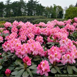 AKCIA 2+1 Rododendrón ‘Arkadius‘, výška 15/30 cm, v črepníku Rhododendron ‘Arkadius‘