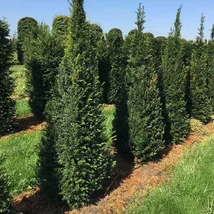 AKCIA 2+1 ! Tis obyčajný aj na živý plot, výška 25/40 cm, v črepníku Taxus baccata