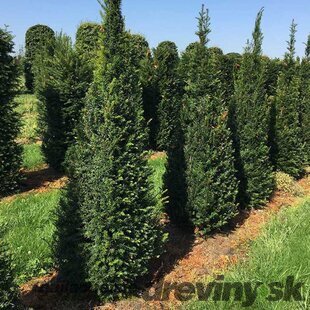 AKCIA 2+1 ! Tis obyčajný aj na živý plot, výška 25/40 cm, v črepníku Taxus baccata