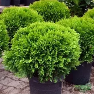 AKCIA 2+1 Tuja západná Danica, výška 15/20 cm, v črepníku P9 Thuja occidentalis Danica