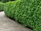 AKCIA 2+1 Vavrínovec lekársky Novita 110/130 cm, v črepníku Prunus laurocerasus Novita