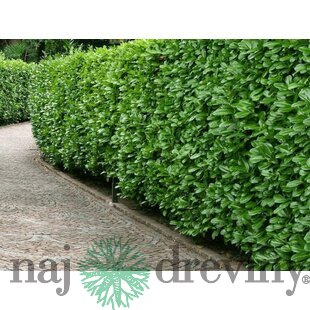 AKCIA 2+1 Vavrínovec lekársky Novita 110/130 cm, v črepníku Prunus laurocerasus Novita