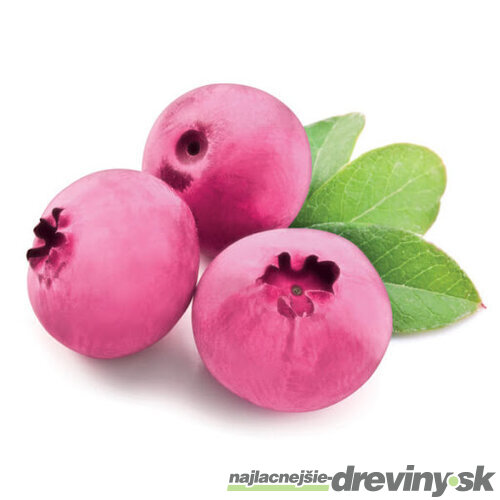AKCIA 2+1 ZDARMA ! Čučoriedka veľkoplodá Pink Lemonade (ružová) 50/70 cm, v črepníku Vaccinum corymbosum Pink Lemonade
