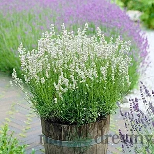 AKCIA!!! 6ks balenie Levanduľa Arctic Snow, výška 10/20 cm, v črepníku Lavandula ang. Artic Snow