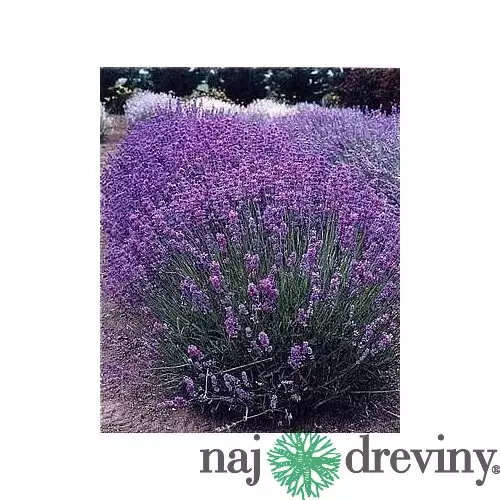 AKCIA!!! 6ks balenie Levanduľa úzkolistá Hidcote Blue, v črepníku Lavandula ang. Hidcote