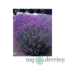 AKCIA!!! 6ks balenie Levanduľa úzkolistá Hidcote Blue, v črepníku Lavandula ang. Hidcote