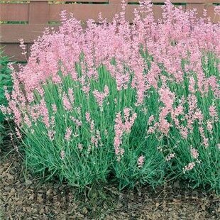 AKCIA!!! 6ks balenie Levanduľa úzkolistá Rosea 10/20 cm, v črepníku Lavandula ang. Rosea
