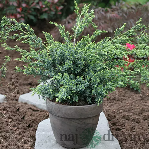 AKCIA ! Balík 10ks Borievka čínska Blue Alps , výška 15/30 cm, v črepníku P9 Juniperus chinensis