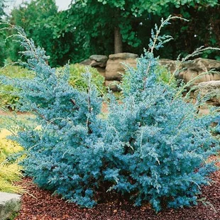 AKCIA ! Balík 10ks Borievka čínska Blue Alps , výška 15/30 cm, v črepníku P9 Juniperus chinensis