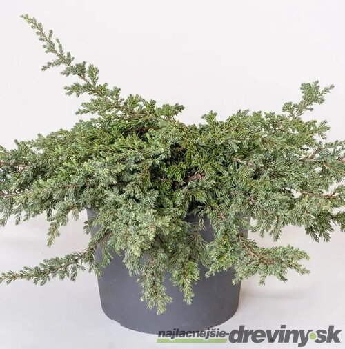 AKCIA ! Balík 10ks Borievka obyčajná Repands, výška 15/20 cm, v črepníku P9 Juniperus communis