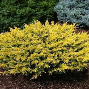 AKCIA ! Balík 10ks Borievka pfitzerova Gold Star , výška 15/25 cm, v črepníku P9 Juniperus pfitzeriana