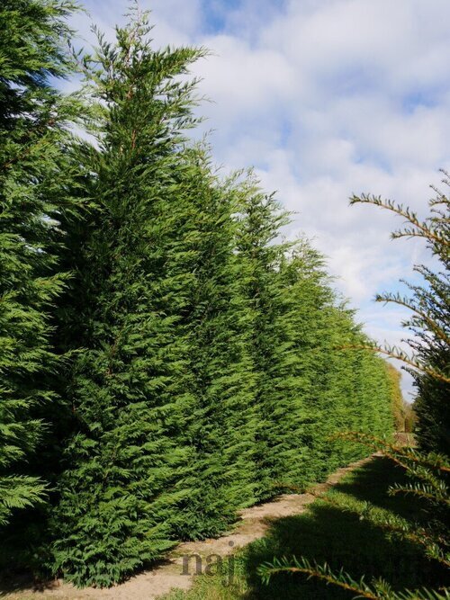 AKCIA BALIK 10ks Cyprusovec leylandský 20/30 cm aj na živý plot, v črepníku P8 Cupressocyparis leylandii
