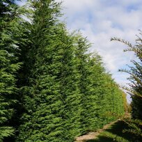 AKCIA BALIK 10ks Cyprusovec leylandský 40/60 cm aj na živý plot, v črepníku P9 Cupressocyparis leylandii