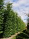 AKCIA BALIK 10ks Cyprusovec leylandský 40/60 cm aj na živý plot, v črepníku P9 Cupressocyparis leylandii