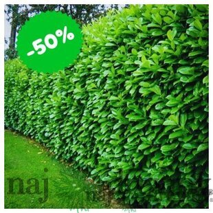 AKCIA Balík 10ks Vavrínovec lekársky Novita 25/35 cm, v črepníku Laurus cerasus Novita