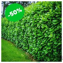 AKCIA Balík 10ks Vavrínovec lekársky Novita 25/35 cm, v črepníku Laurus cerasus Novita