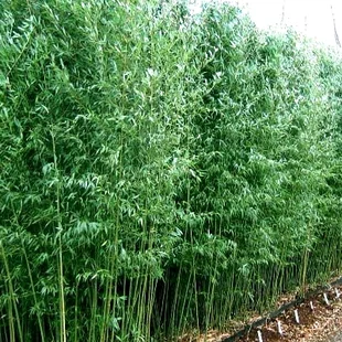 AKCIA Bambus Bissetii (mrazuvzdorný) 110/150 cm, v črepníku Bambus Bissetii
