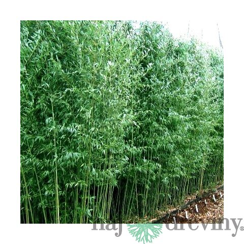 AKCIA Bambus Bissetii (mrazuvzdorný) 110/150 cm, v črepníku Bambus Bissetii