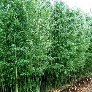 AKCIA Bambus Bissetii (mrazuvzdorný) 110/150 cm, v črepníku Bambus Bissetii