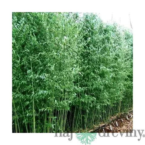 AKCIA Bambus Bissetii (mrazuvzdorný) 110/150 cm, v črepníku Bambus Bissetii