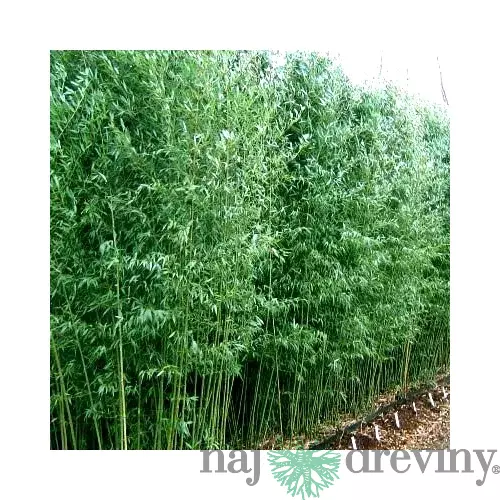 AKCIA Bambus Bissetii (mrazuvzdorný) 110/150 cm, v črepníku Bambus Bissetii