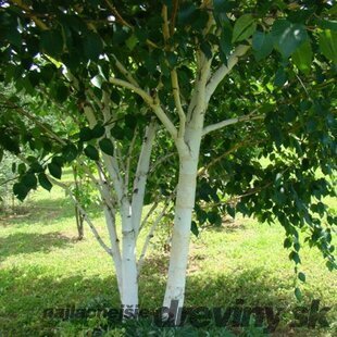Akcia Breza himalájska Doorenbos, výška 200/250  cm, v črepníku Betula utilis