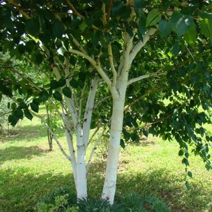 Akcia Breza himalájska Doorenbos, výška 200/250  cm, v črepníku Betula utilis
