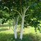 Akcia Breza himalájska Doorenbos, výška 200/250  cm, v črepníku Betula utilis