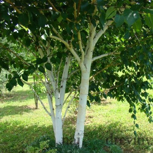 Akcia Breza himalájska Doorenbos, výška 200/250  cm, v črepníku Betula utilis