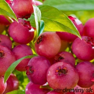 AKCIA! Čučoriedka veľkoplodá Pink Lemonade (ružová) 50/70 cm, v črepníku Vaccinium corymbosum Pink Lemonade