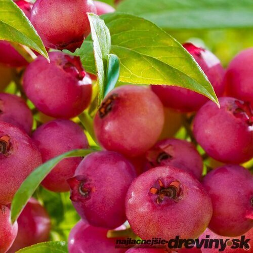 AKCIA! Čučoriedka veľkoplodá Pink Lemonade (ružová) 50/70 cm, v črepníku Vaccinium corymbosum Pink Lemonade