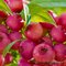 AKCIA! Čučoriedka veľkoplodá Pink Lemonade (ružová) 50/70 cm, v črepníku Vaccinium corymbosum Pink Lemonade