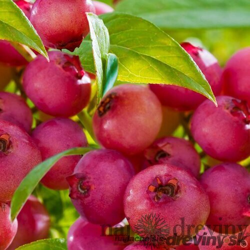 AKCIA! Čučoriedka veľkoplodá Pink Lemonade (ružová) 50/70 cm, v črepníku Vaccinium corymbosum Pink Lemonade