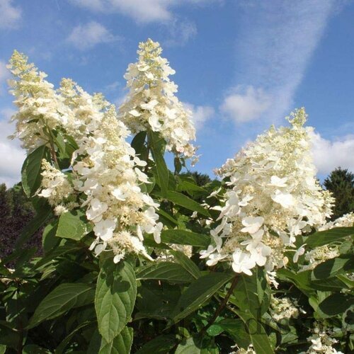 Akcia Hortenzia metlinatá Kyushu 40/60 cm , v črepníku 2l Hydrangea paniculata Kyushu