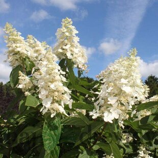 Akcia Hortenzia metlinatá Kyushu 40/60 cm , v črepníku 2l Hydrangea paniculata Kyushu