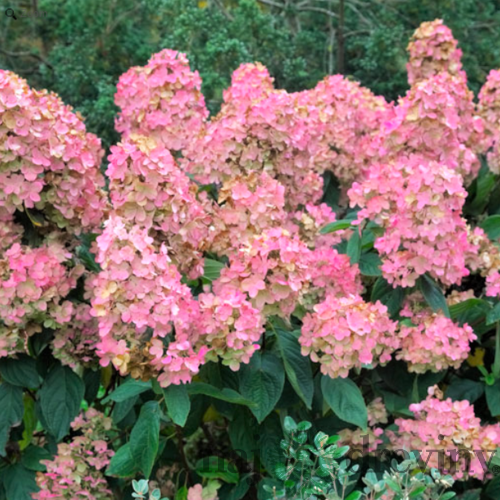 AKCIA Hortenzia metlinatá Pink Diamond 20/40 cm, v črepníku Hydrangea paniculata Pink Diamond