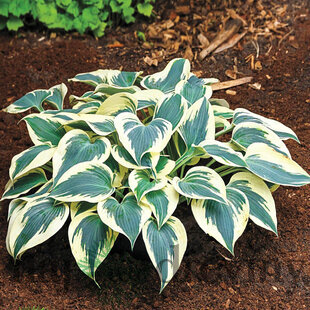 AKCIA Hosta Wide Brim, v črepníku Hosta ‘Wide Brim‘