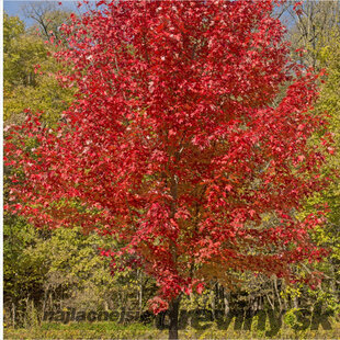 AKCIA Javor červený 170/200 cm, v črepníku Acer rubrum