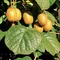 AKCIA ! Kiwi samoopelivé ´Jenny´, výška 30/50 cm, v črepníku Actinidia deliciosa Jenny