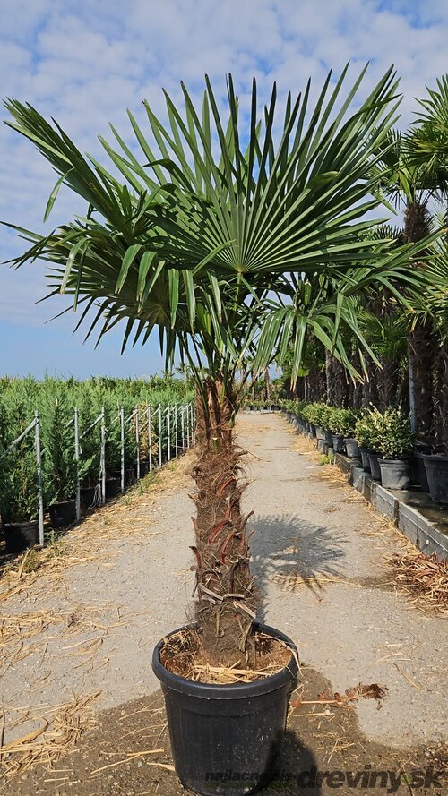 Akcia Mrazuvzdorná palma Chamaerops Excelsa, na kmienku 90/100 cm, celková výška 180/222 cm, v črepníku 60l Trachycarpus fortunei