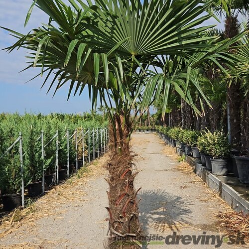 Akcia Mrazuvzdorná palma Chamaerops Excelsa, na kmienku 90/100 cm, celková výška 180/222 cm, v črepníku 60l Trachycarpus fortunei