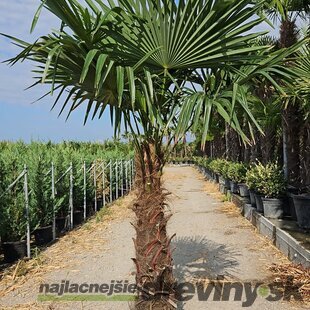 Akcia Mrazuvzdorná palma Chamaerops Excelsa, na kmienku 90/100 cm, celková výška 180/222 cm, v črepníku 60l Trachycarpus fortunei