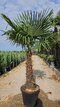 Akcia Mrazuvzdorná palma Chamaerops Excelsa, na kmienku 90/100 cm, celková výška 180/222 cm, v črepníku 60l Trachycarpus fortunei